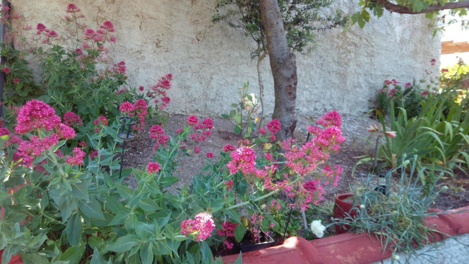 Anessis Cosmos Aparthotel Anaxos Exterior photo